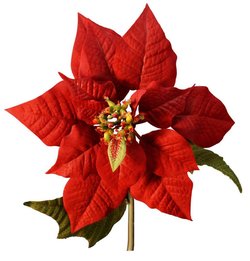 Euphorbia pulcherrima, commonly named poinsettia, is a species of flowering plant indigenous to Mexico, and native to the Pacific coast of the United States.
